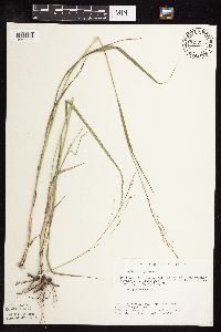 Panicum virgatum image