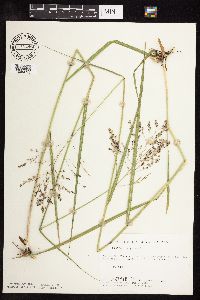 Panicum virgatum image