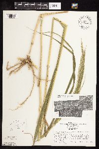 Panicum virgatum image