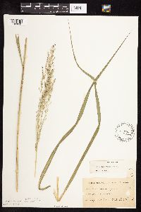 Panicum virgatum image