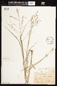 Panicum virgatum image