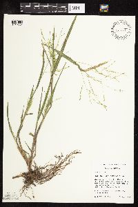 Panicum virgatum image