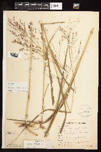 Panicum virgatum image