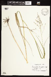 Panicum virgatum image