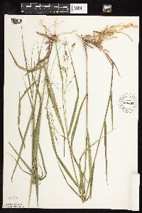 Panicum virgatum image