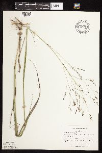 Panicum virgatum image