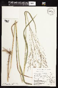 Panicum virgatum image