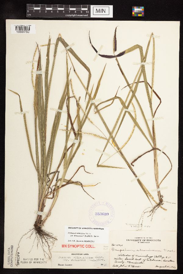 Paspalum setaceum var. stramineum image