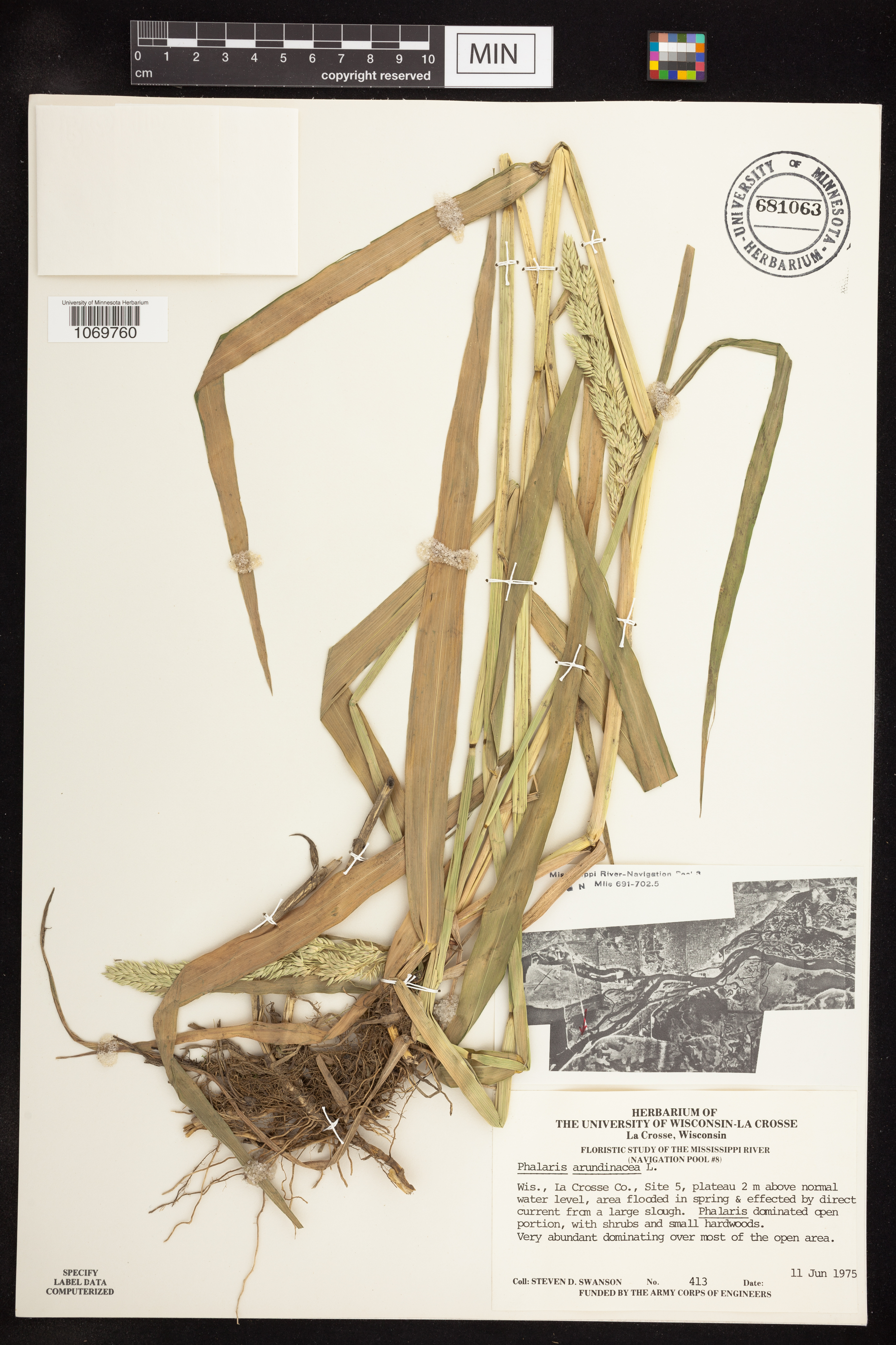 Phalaris arundinacea image