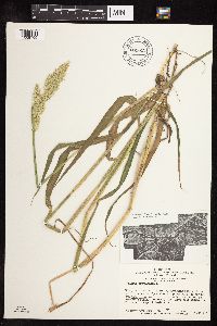 Phalaris arundinacea image