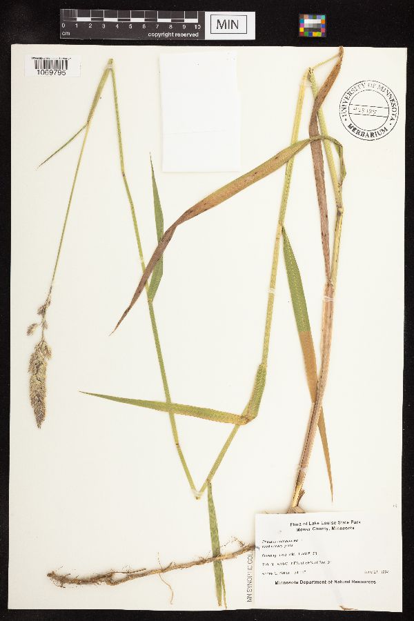 Phalaris arundinacea image