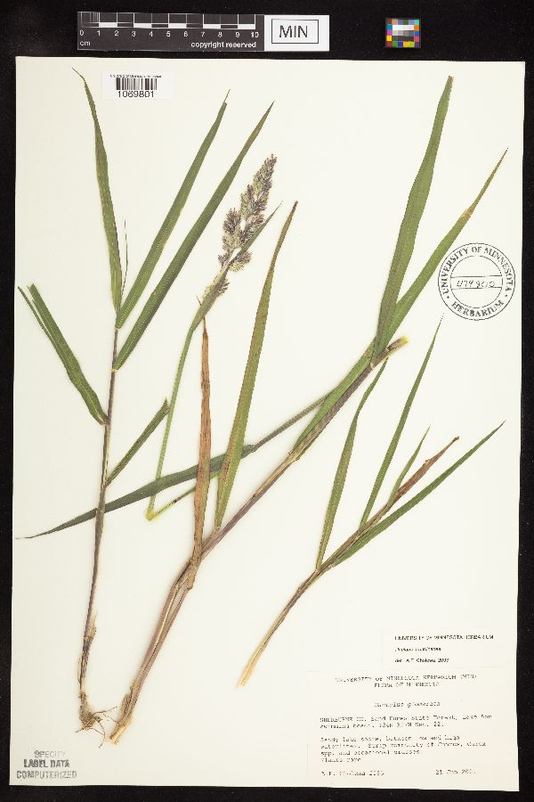 Phalaris arundinacea image