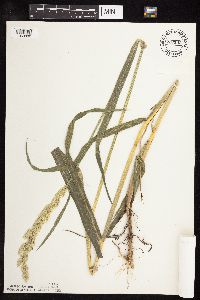 Phalaris arundinacea image