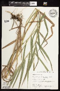 Phalaris arundinacea image