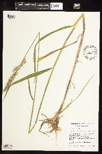 Phalaris arundinacea image