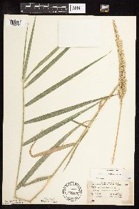 Phalaris arundinacea image