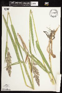 Phalaris arundinacea image