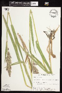 Phalaris arundinacea image