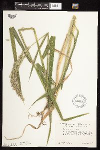 Phalaris arundinacea image