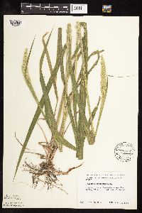 Phalaris arundinacea image