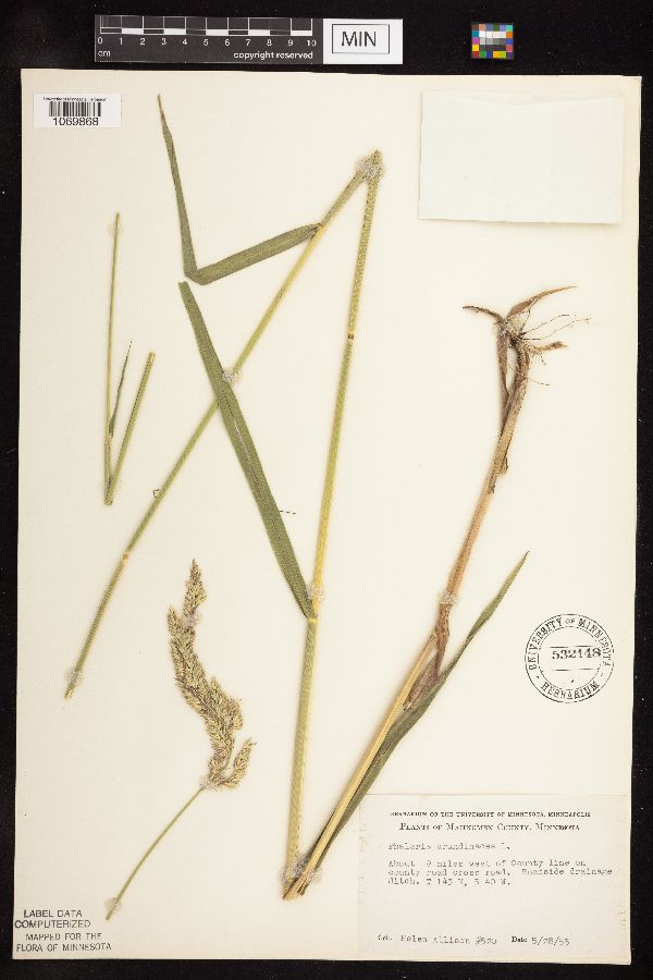 Phalaris image