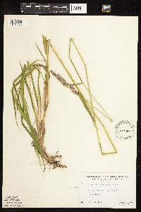 Phalaris arundinacea image