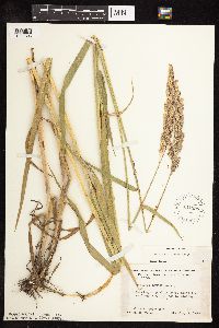 Phalaris arundinacea image