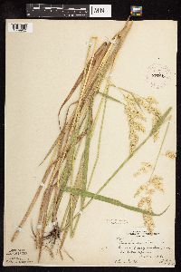 Phalaris arundinacea image