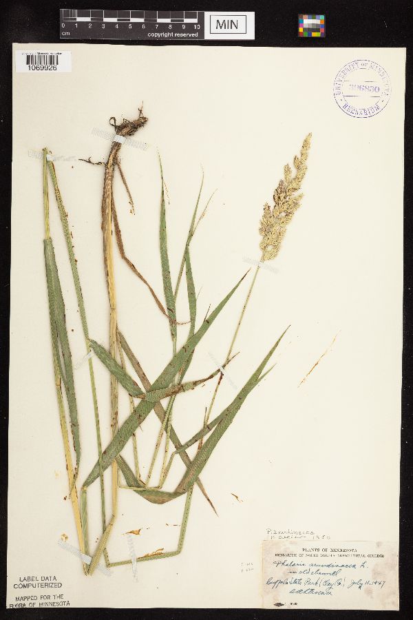 Phalaris arundinacea image