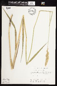 Phalaris arundinacea image