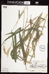 Phalaris arundinacea image