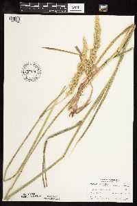 Phalaris arundinacea image