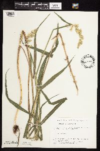 Phalaris arundinacea image