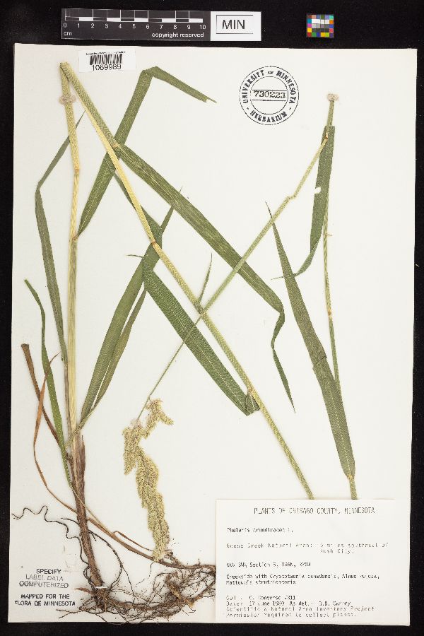 Phalaris arundinacea image