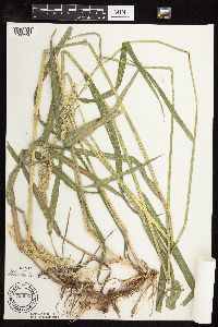 Phalaris arundinacea image