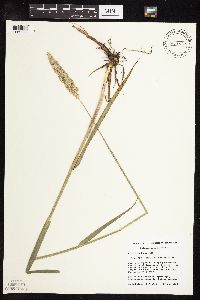 Phalaris arundinacea image