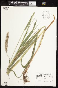 Phalaris arundinacea image