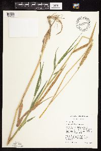 Phalaris arundinacea image