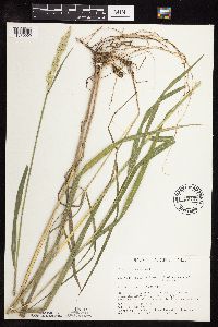 Image of Phalaris arundinacea