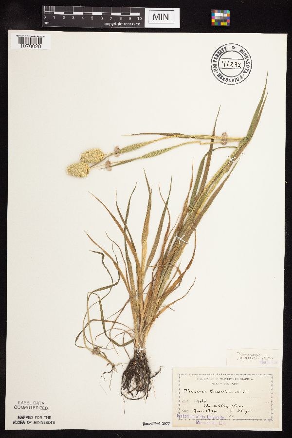 Phalaris canariensis image