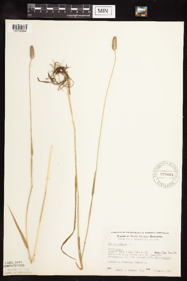 Phleum pratense image