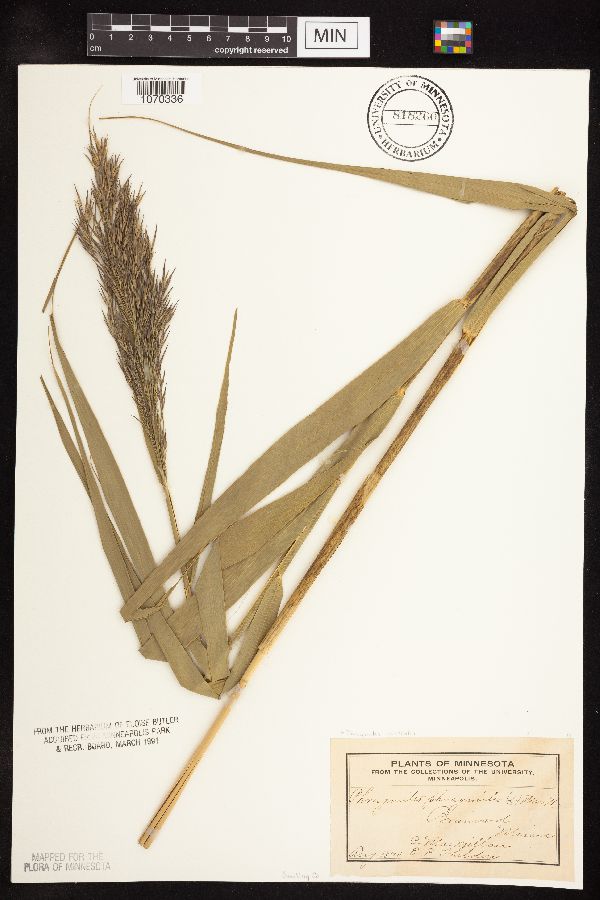 Phragmites australis subsp. americanus image