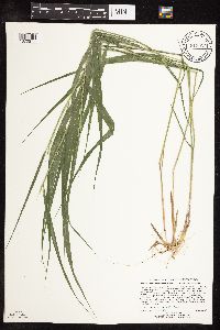 Image of Piptatherum racemosum