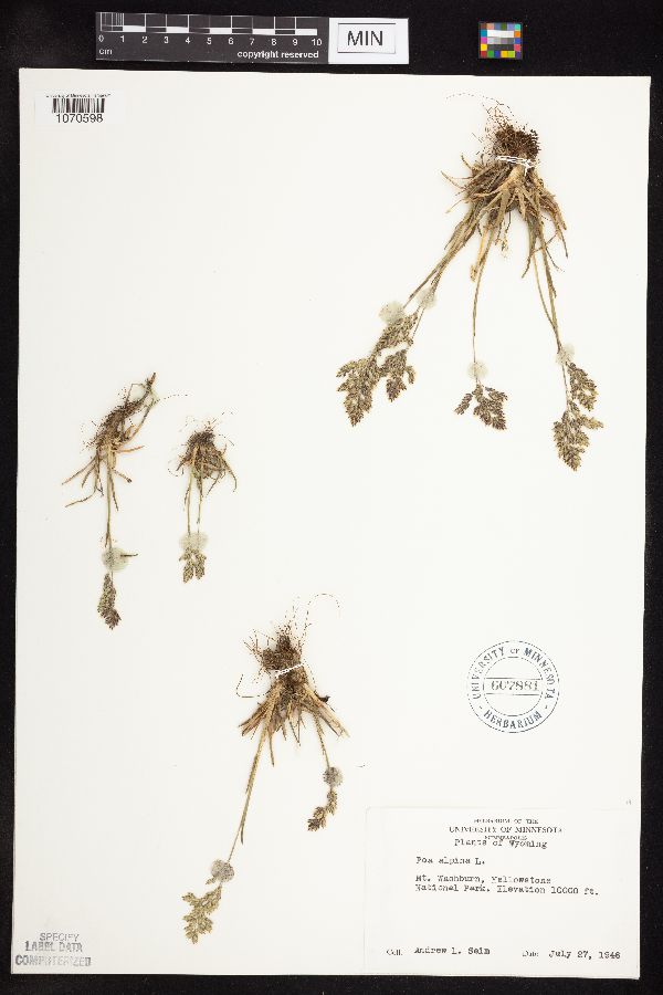 Poa alpina image