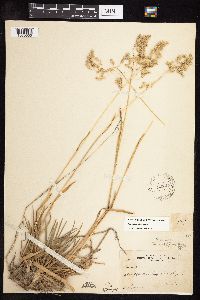 Poa alpina subsp. alpina image