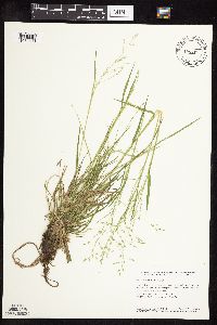Image of Poa alsodes