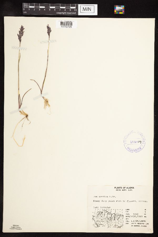 Poa arctica image