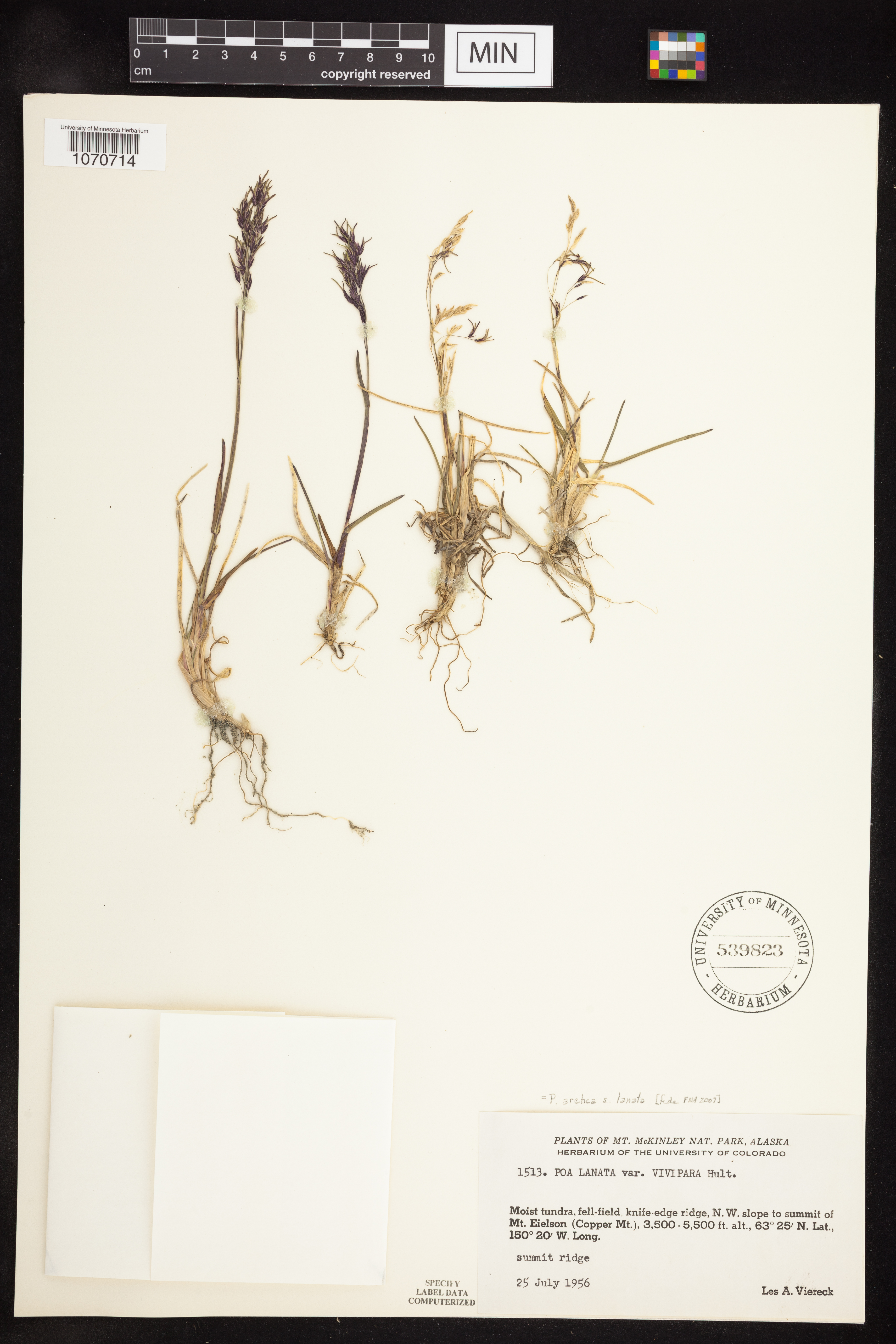 Poa arctica subsp. lanata image