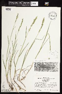 Poa compressa image