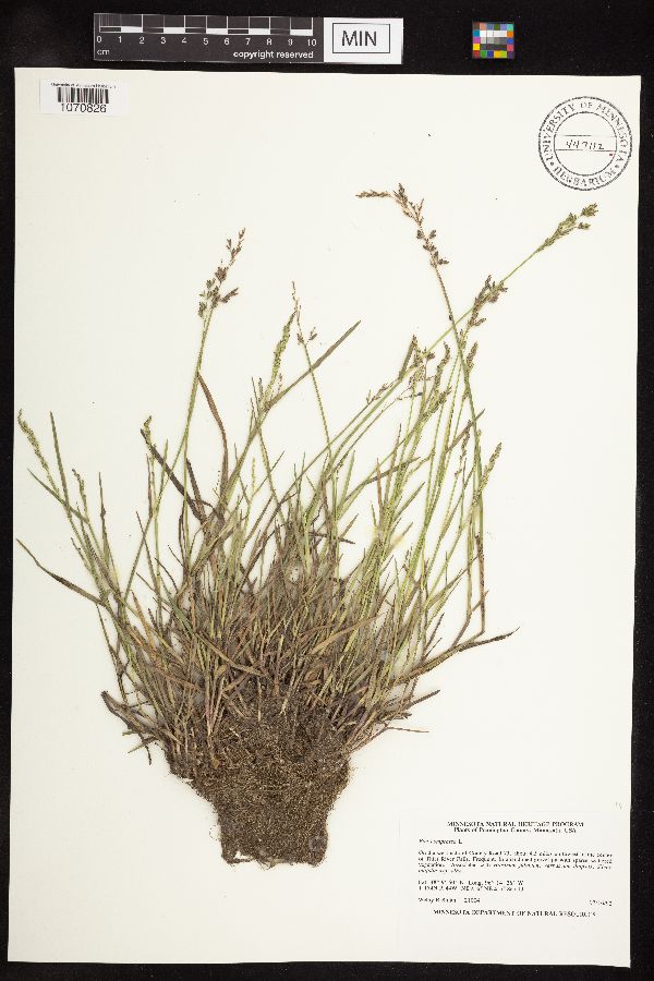 Poa compressa image